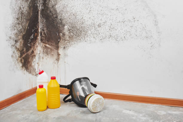 St Francis, KS Mold Removal Company