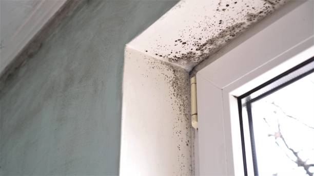 Best Local Mold Removal Service  in St Francis, KS
