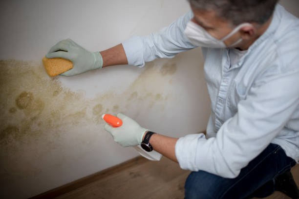 Best Emergency Mold Removal  in St Francis, KS