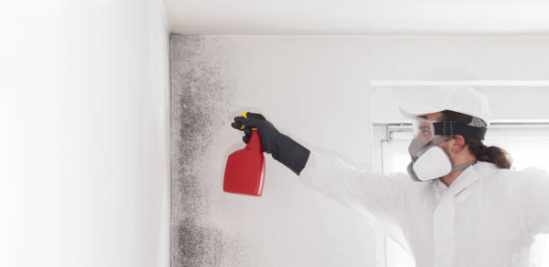 Best Mold Damage Repair  in St Francis, KS