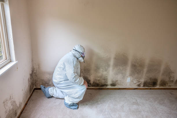 Reliable St Francis, KS Mold Removal Solutions