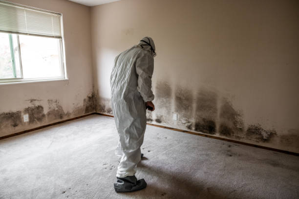 Best Mold Remediation  in St Francis, KS