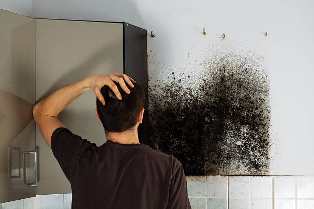 Best Home Mold Removal  in St Francis, KS