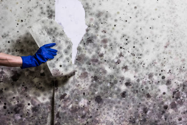 Best Affordable Mold Removal  in St Francis, KS