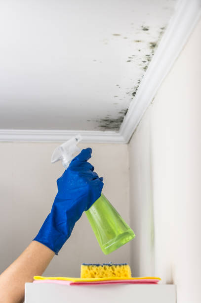Best Certified Mold Removal  in St Francis, KS