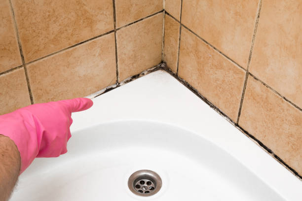 Best Mold Removal Near Me  in St Francis, KS